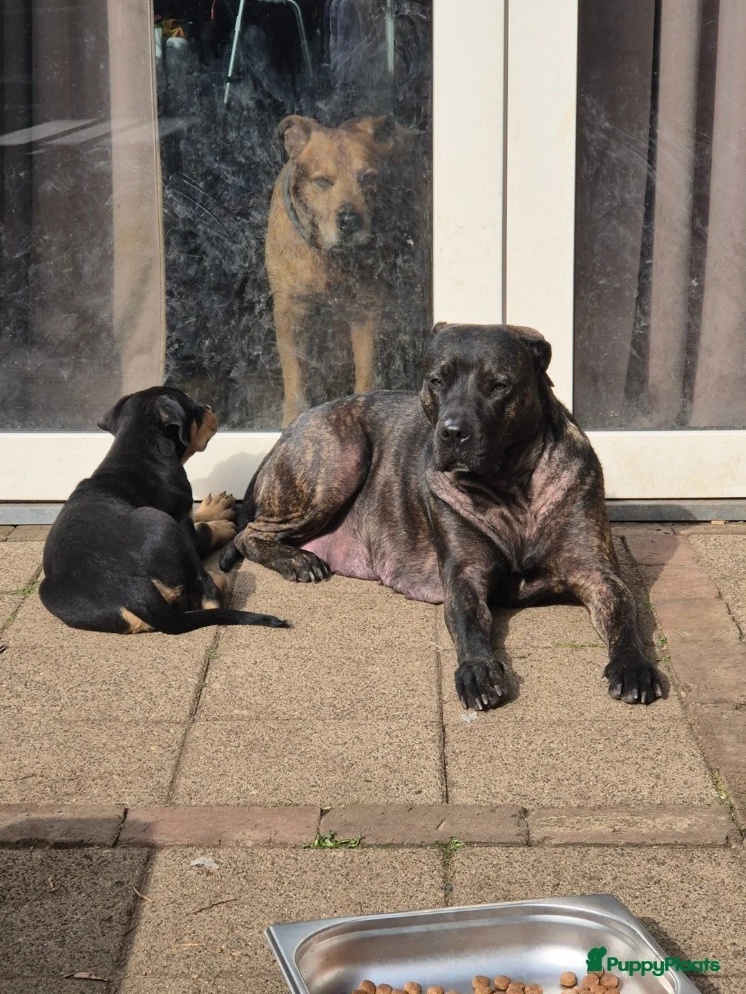 Kruising honden te koop: Presa Canario/ Rottweiler - Advertentie 2