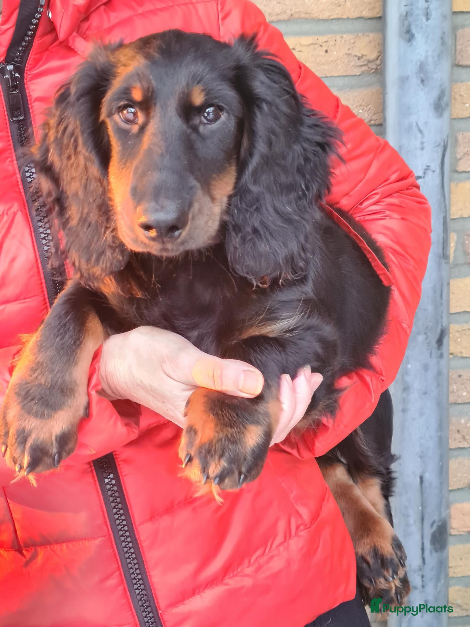 Teckel (langhaar) honden Teckelpups langhaar standaard. - Advertentie 2