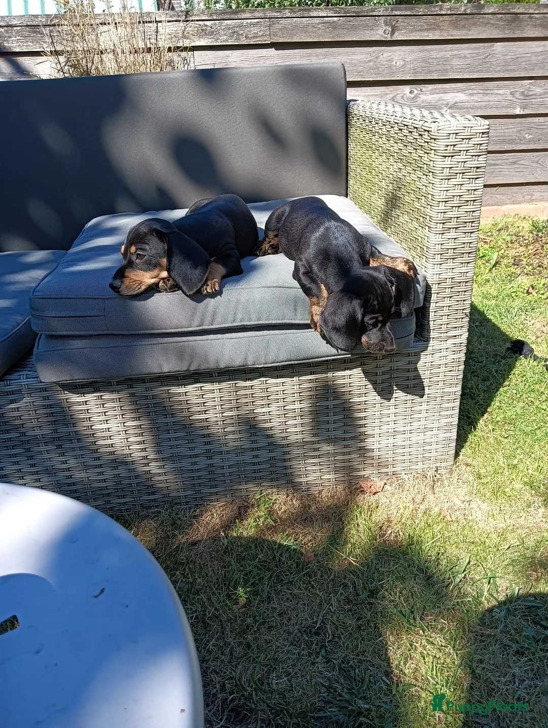 Kruising honden te koop: Te koop mooie lieve teckel pups  - Advertentie 2