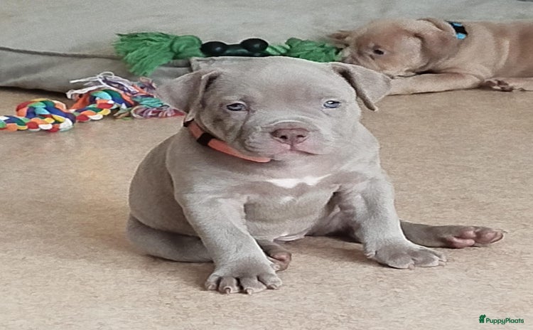 Amerikaanse Bully honden - Advertentie 16