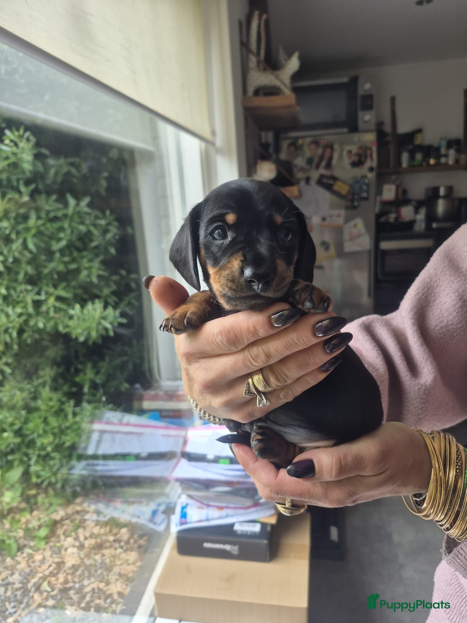 Teckel (korthaar)  honden te koop: ❤️ Prachtige, sociale, lieve dwergteckel pups ❤️ - Advertentie 9