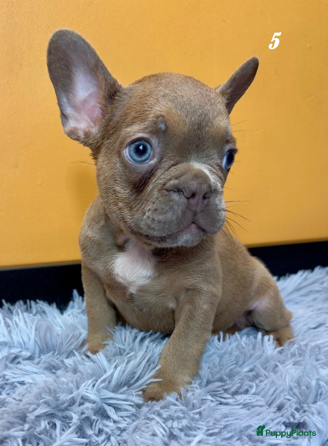 Franse Bulldog honden te koop: Franse bulldog pups - Advertentie 13