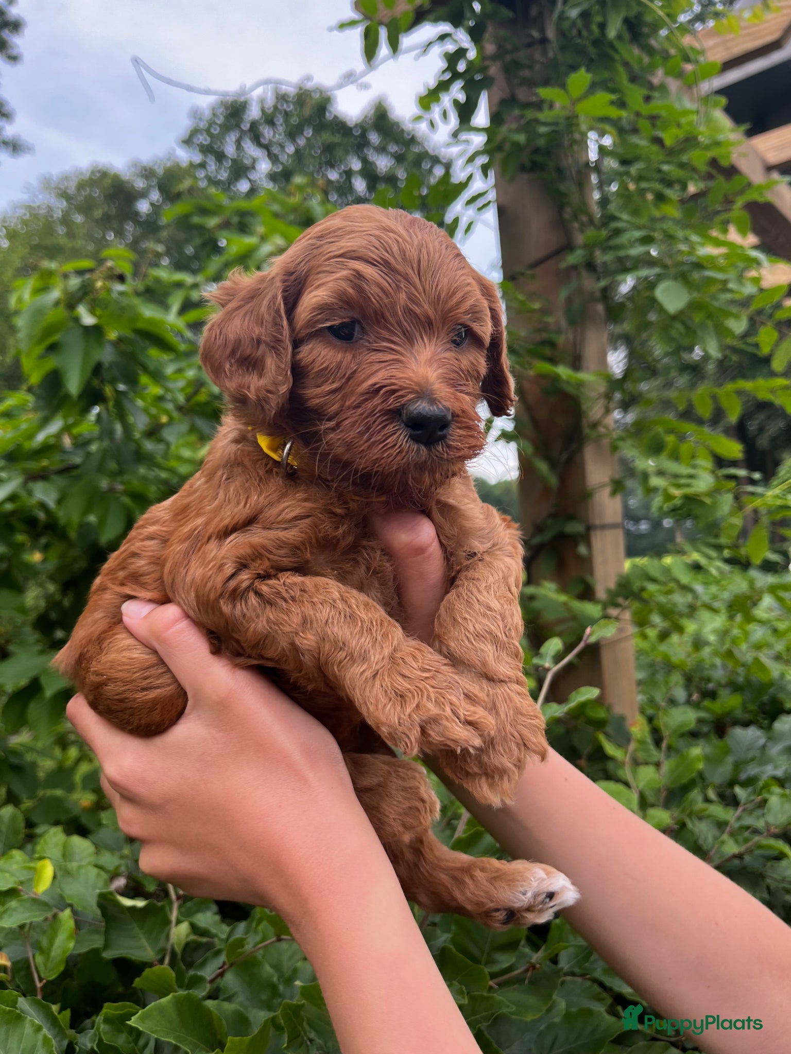 Australian Labradoodle honden te koop: Australian labradoodle pups - Advertentie 5