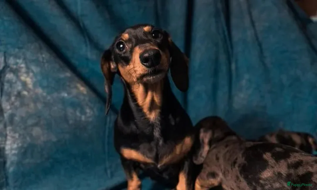 Teckel (korthaar)  honden te koop: Teckelpuppy's - Advertentie 3