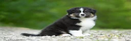 Australian Shepherd honden te koop: Australian shepherd pups - Advertentie 2
