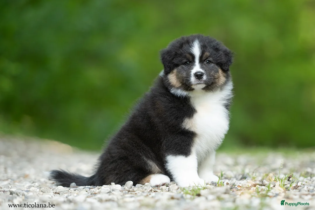 Australian Shepherd honden te koop: Australian shepherd pups - Advertentie 2