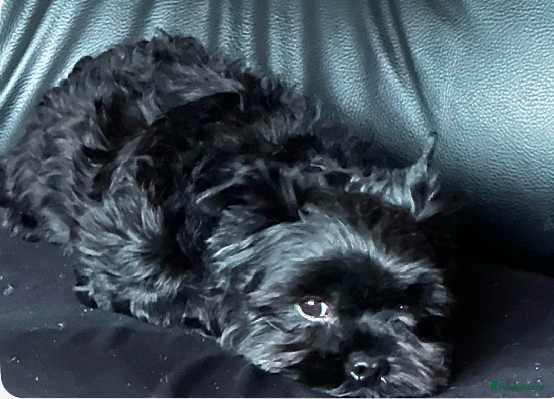 Yorkshire Terriër honden ter dekking: Diverse dek reutjes  in Kerkrade - Advertentie 3