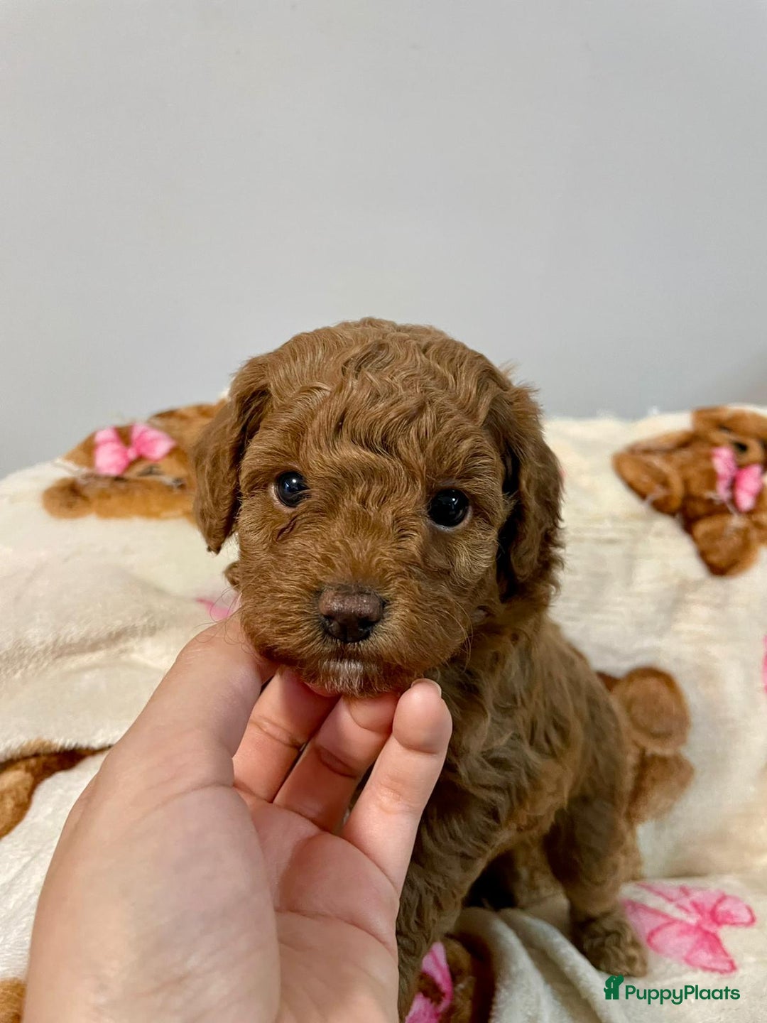 Poedel Toy honden te koop: 4 Prachtige Toy poedel teefjes - Advertentie 8