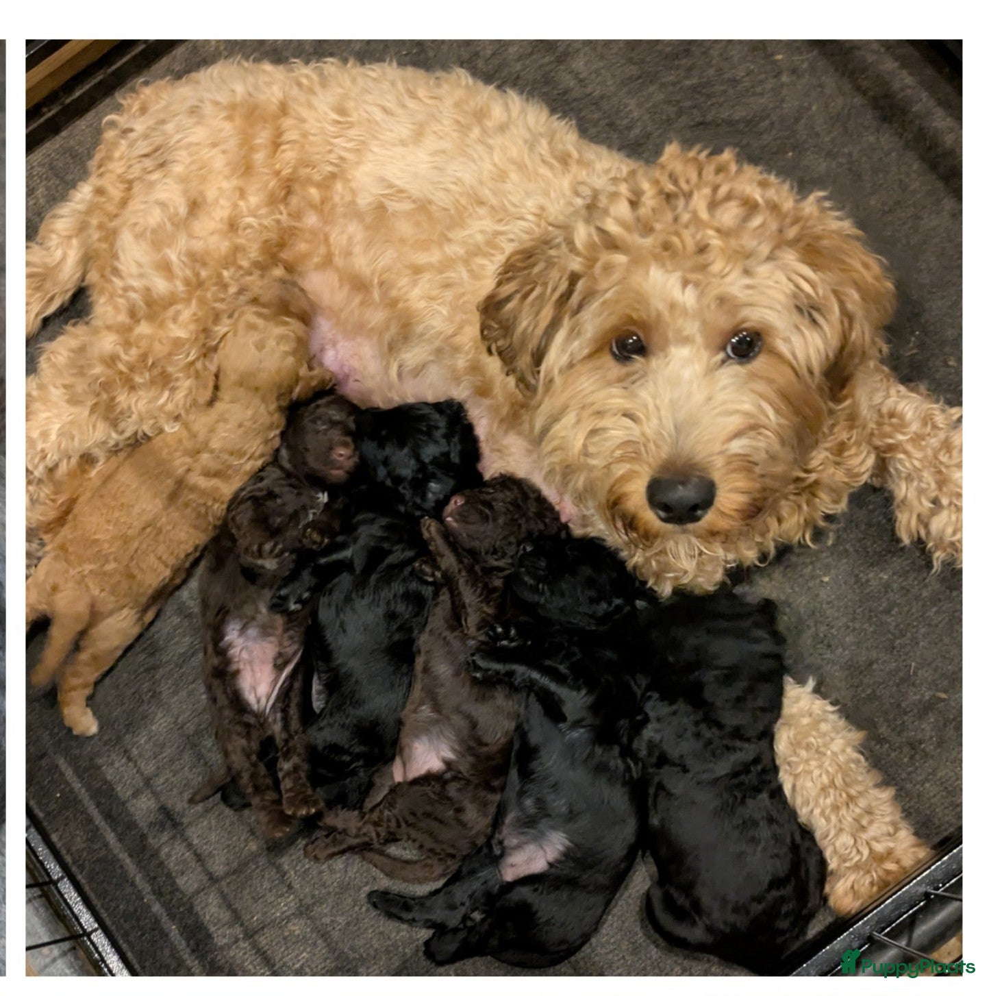 Labradoodle honden te koop: lieve zwarte Labradoodles  - Advertentie 5