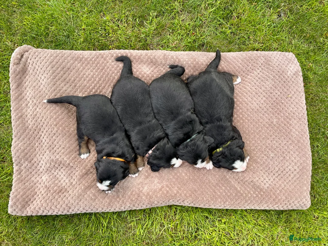 Berner Sennenhond honden te koop: Prachtige Berner Sennenpups met stamboom - Advertentie 2