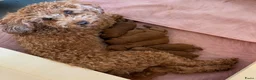 Labradoodle honden te koop: Inschrijving geopend!! Prachtige Toypoedels - Advertentie 10