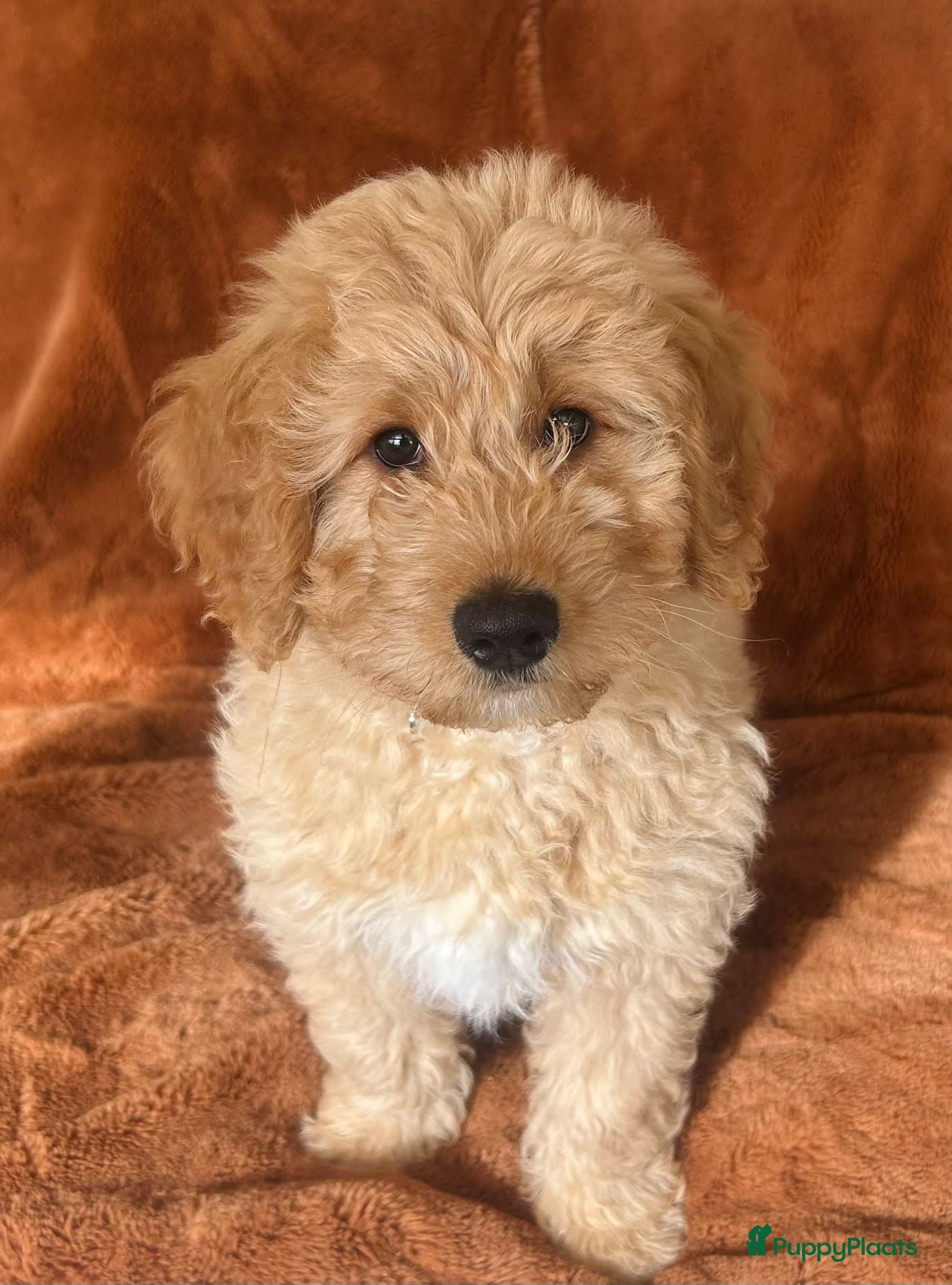 Labradoodle honden Medium Labradoodle puppy's - Advertentie 2