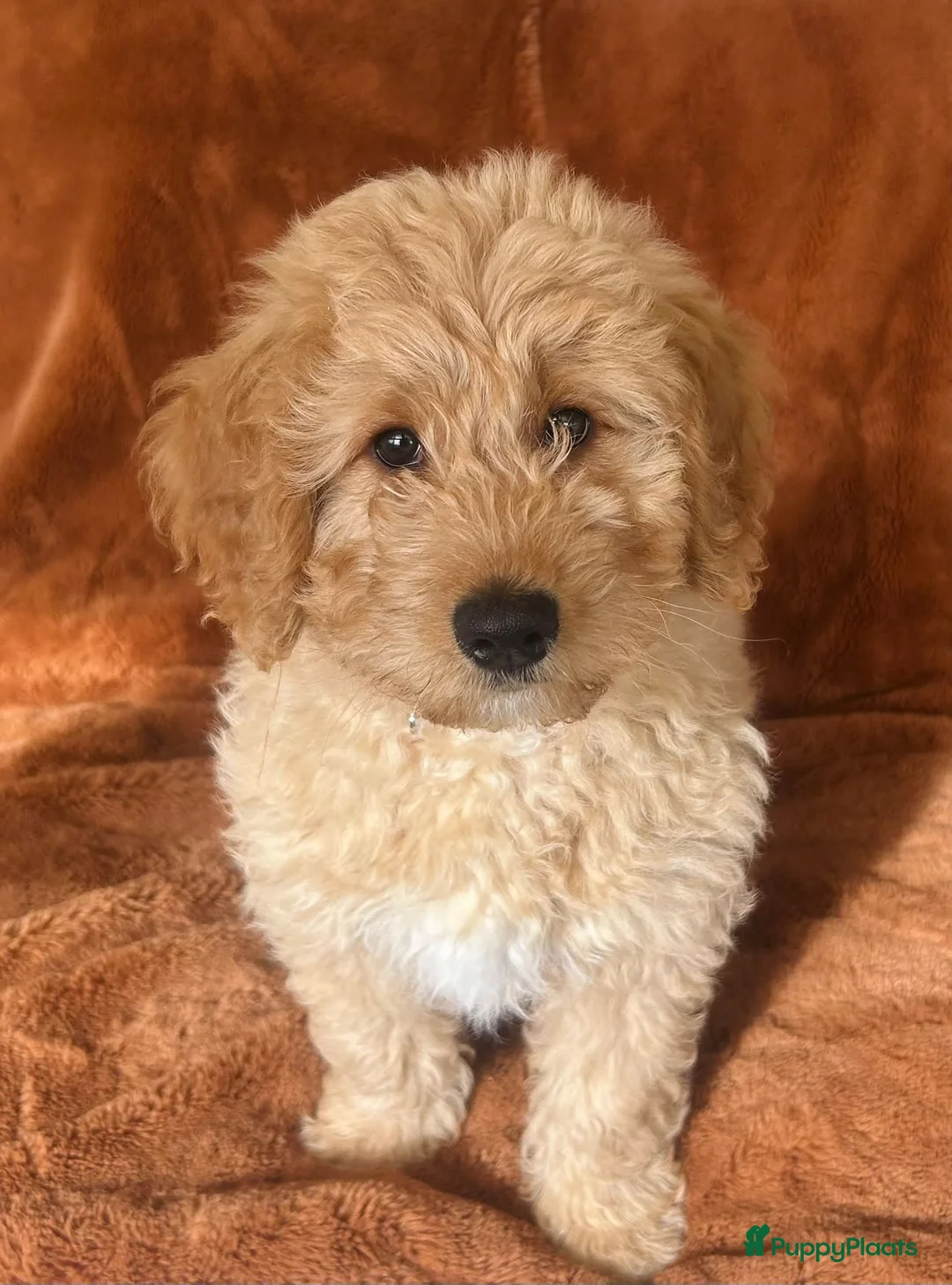 Labradoodle honden te koop: Medium Labradoodle puppy's - Advertentie 1