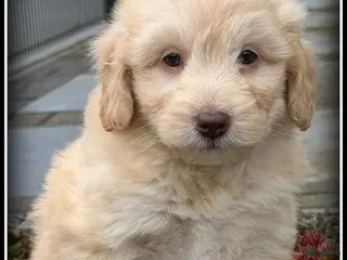 Kruising honden te koop: Bordoodle pups F1b Labradoodle x Bordoodle - Advertentie 2