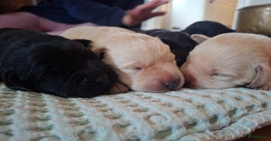 Labrador Retriever honden - Advertentie 14