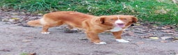Nova Scotia Duck Tolling Retriever honden te koop: mooie pups nova scotia duck toller retriever - Advertentie 5