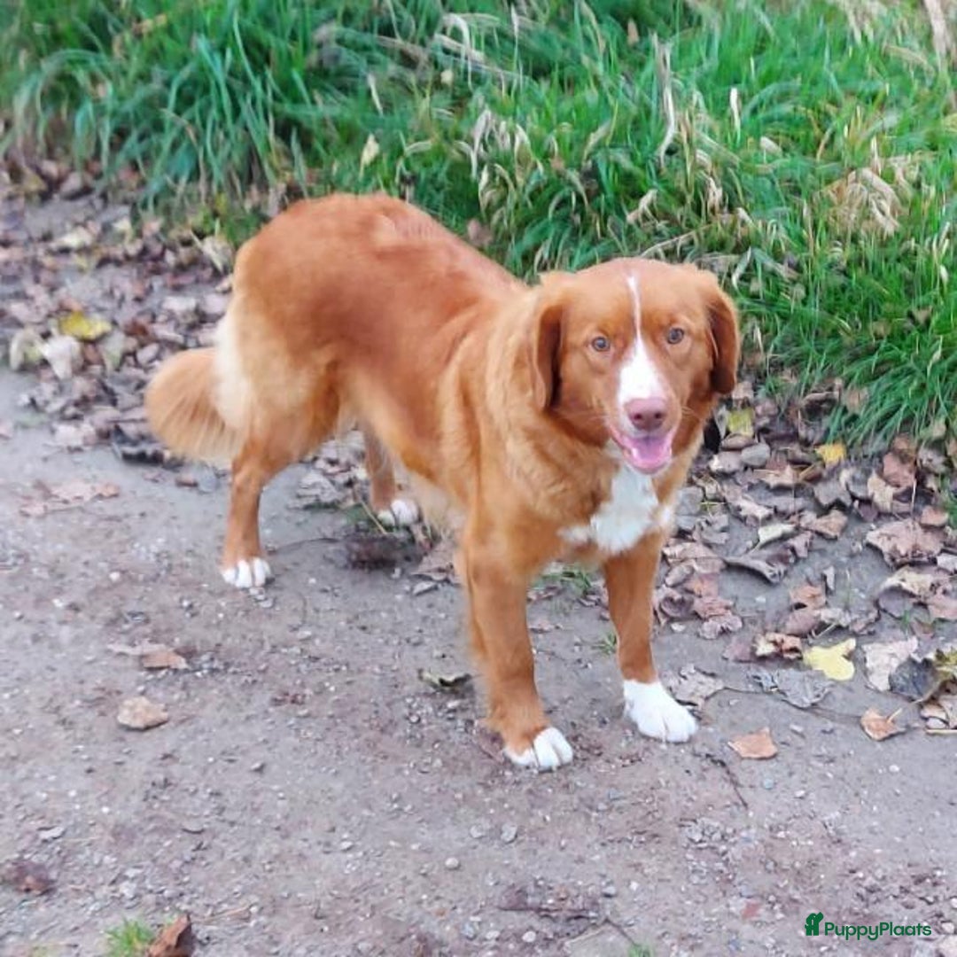 Nova Scotia Duck Tolling Retriever honden te koop: mooie pups nova scotia duck toller retriever - Advertentie 5