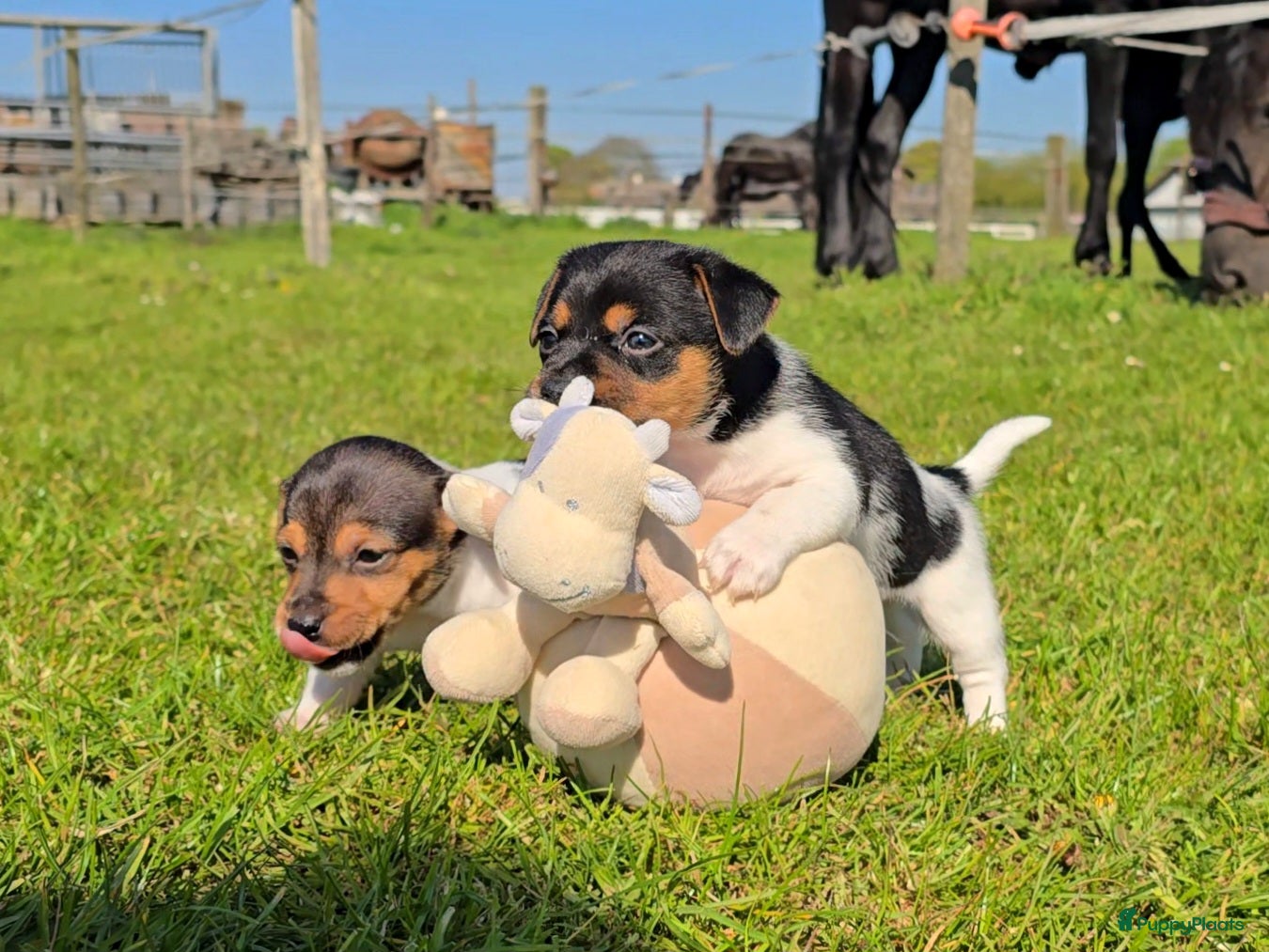Jack Russel Terriër honden 🥰 5 Prachtige Jack Russel pups! 🐶 - Advertentie 1