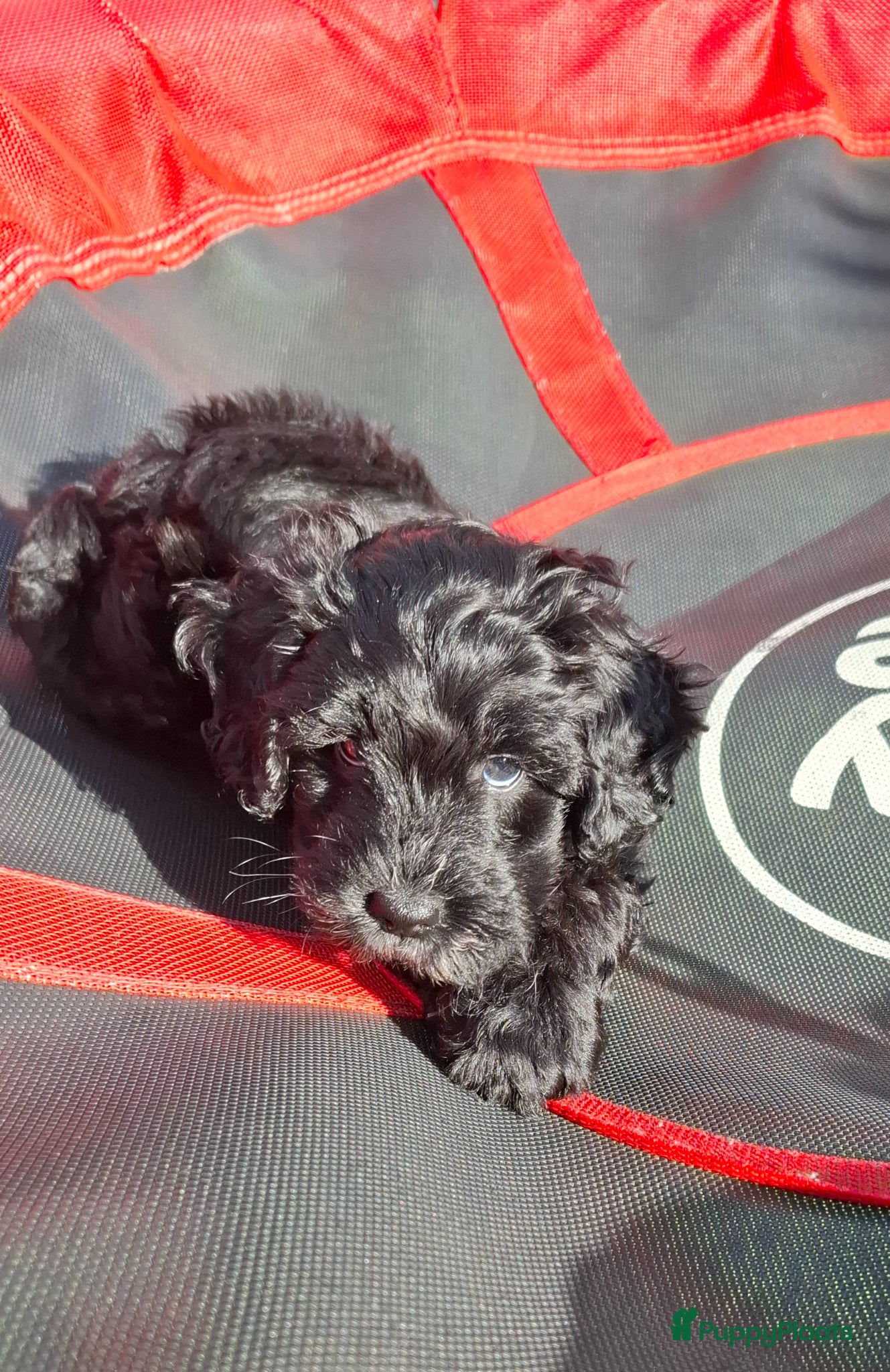 Cockapoo honden Cockapoo pup  teefje - Advertentie 2