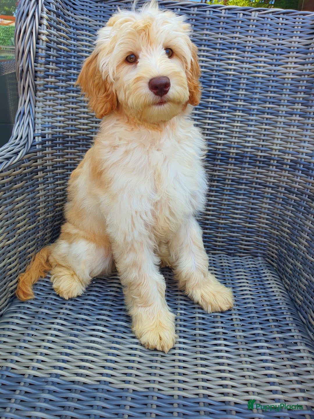 Australian Labradoodle honden te koop: Australian Labradoodle - Afbeelding 2