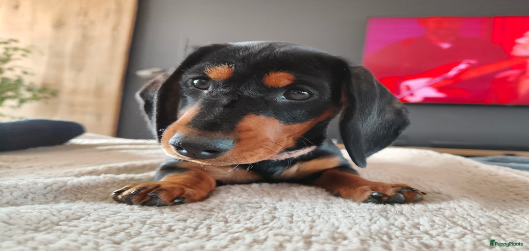 Galerij afbeelding {{count}}