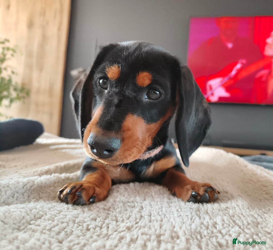 Galerij afbeelding {{count}}