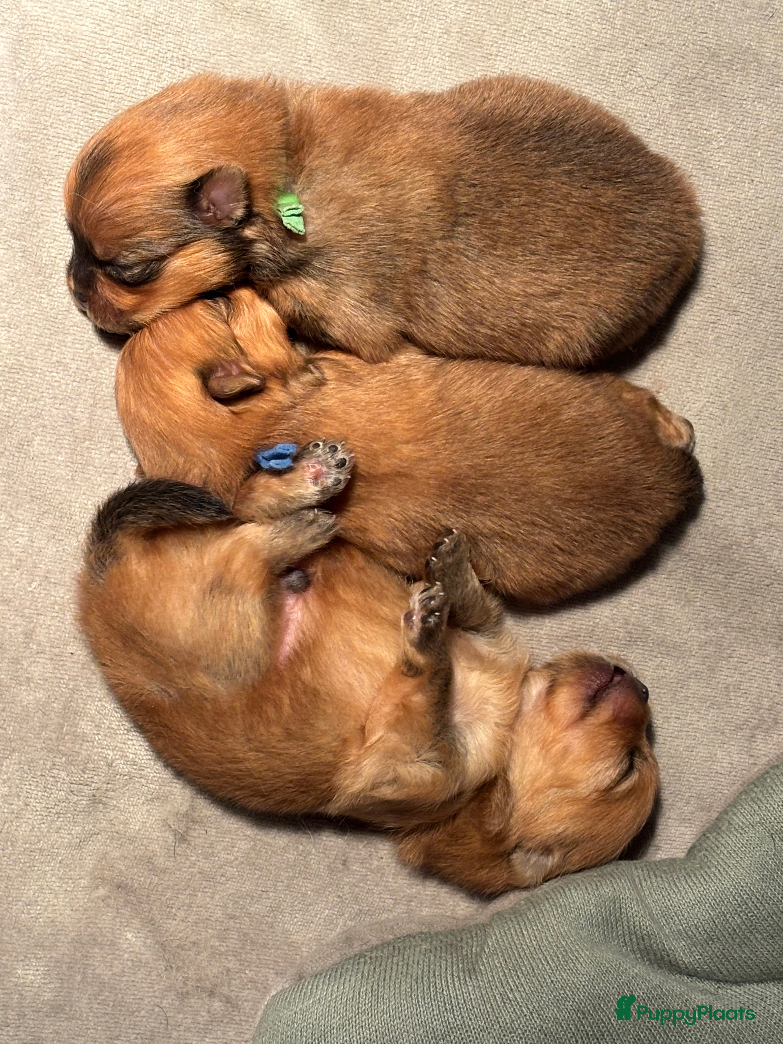 Pomeriaan honden Prachtige Pomeriaan reutjes – orange sable - Advertentie 1