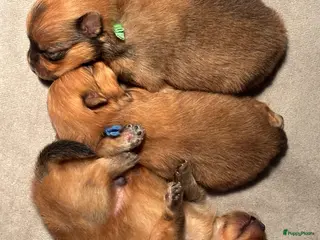 Pomeriaan honden Prachtige Pomeriaan reutjes – orange sable - Advertentie 1