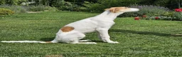 Barsoi honden te koop: AZALIA, Borzoi-teef uit FCI-kennel zoekt thuis - Advertentie 6