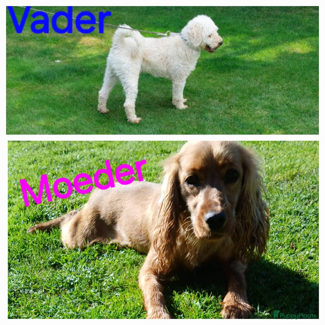 Cockapoo honden te koop: Cockapoo's F1 pups prachtige Reutjes. - Advertentie 7