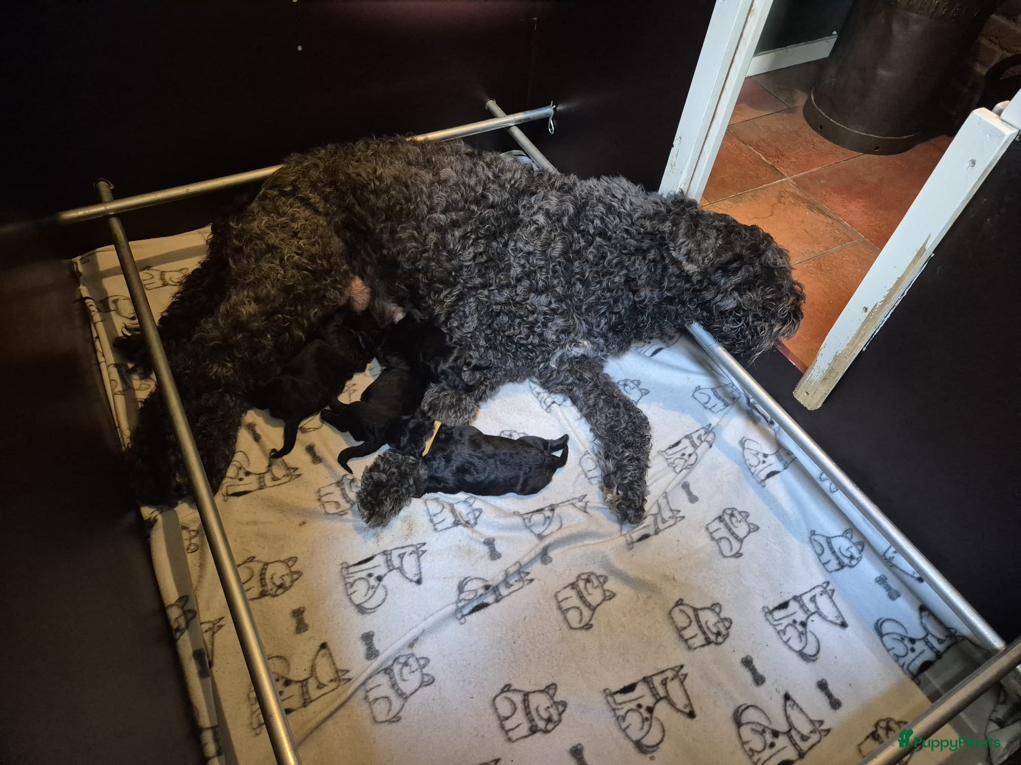 Bouvier des Flandres honden te koop: Mooie bouvier pups in Uffelte - Advertentie 3