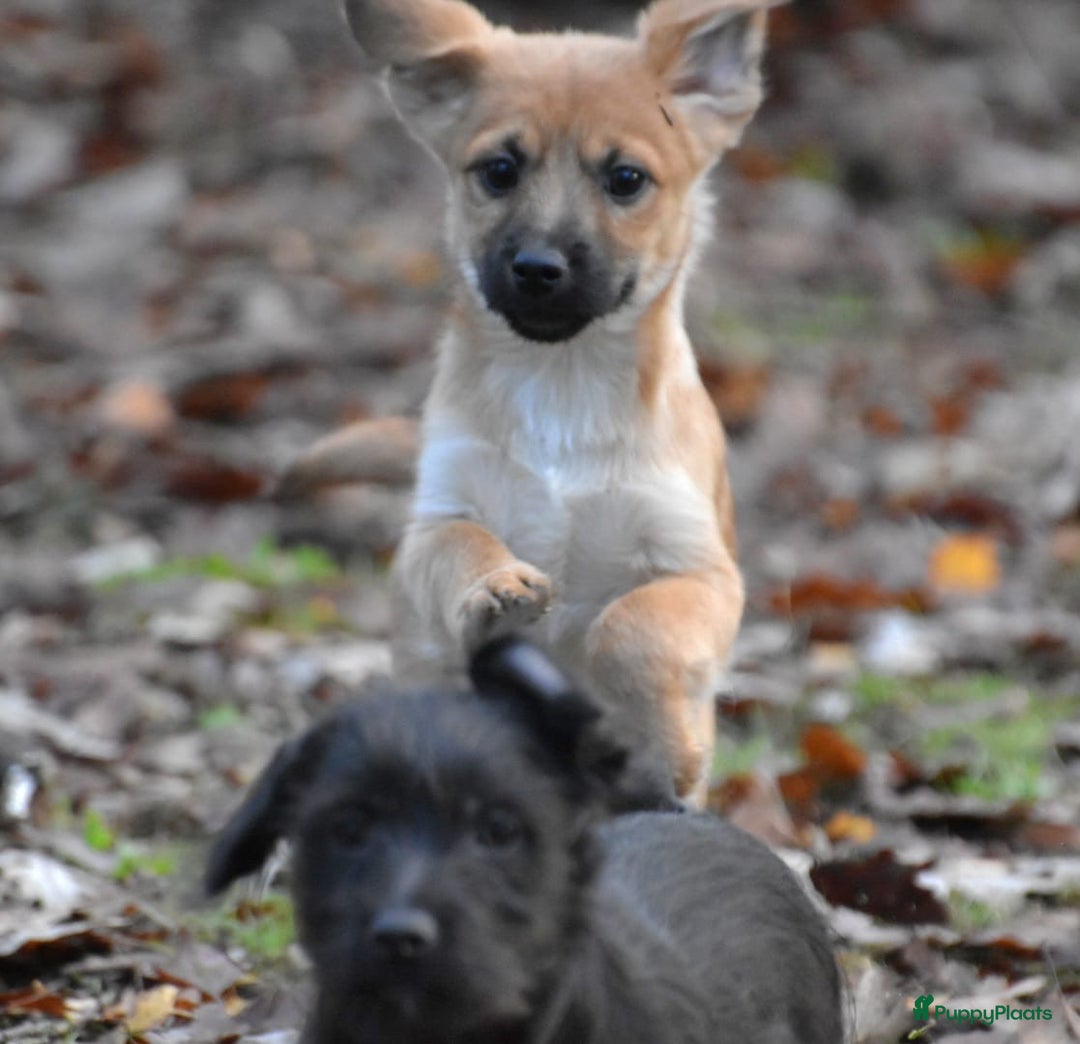 Boomer honden te koop: Super leuke zeer vrije Boomer pups - Advertentie 6