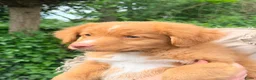 Nova Scotia Duck Tolling Retriever honden te koop: Nova scotia rolling retriever pup (Toller pup) - Advertentie 5