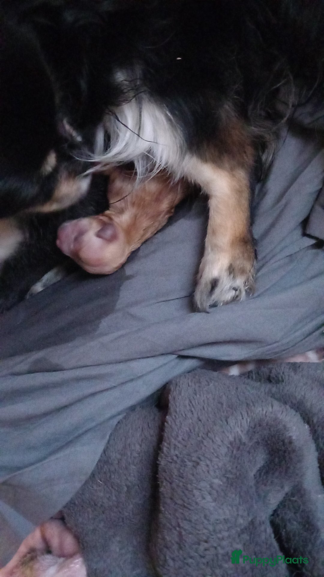 Chihuahua honden te koop: Te koop  chihuahua  pups q - Advertentie 1