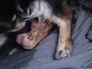 Chihuahua honden te koop: Te koop chihuahua pups q - Advertentie 1