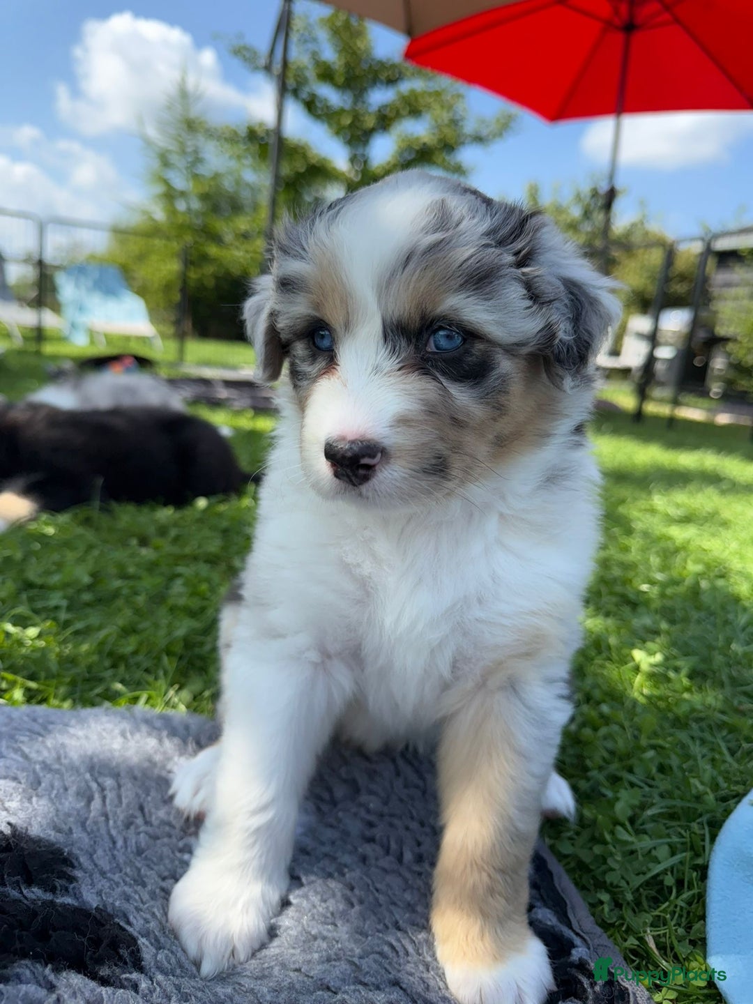Australian Shepherd honden te koop: Prachtige pups Australian shepherd X Pomsky  - Afbeelding 19