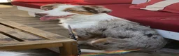Australian Shepherd honden te koop: Prachtige australische herder pups - Advertentie 5
