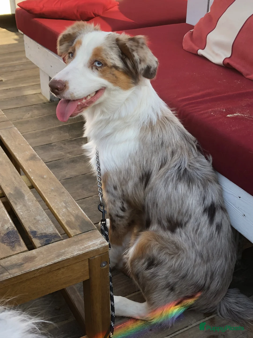 Australian Shepherd honden te koop: Prachtige australische herder pups - Advertentie 5