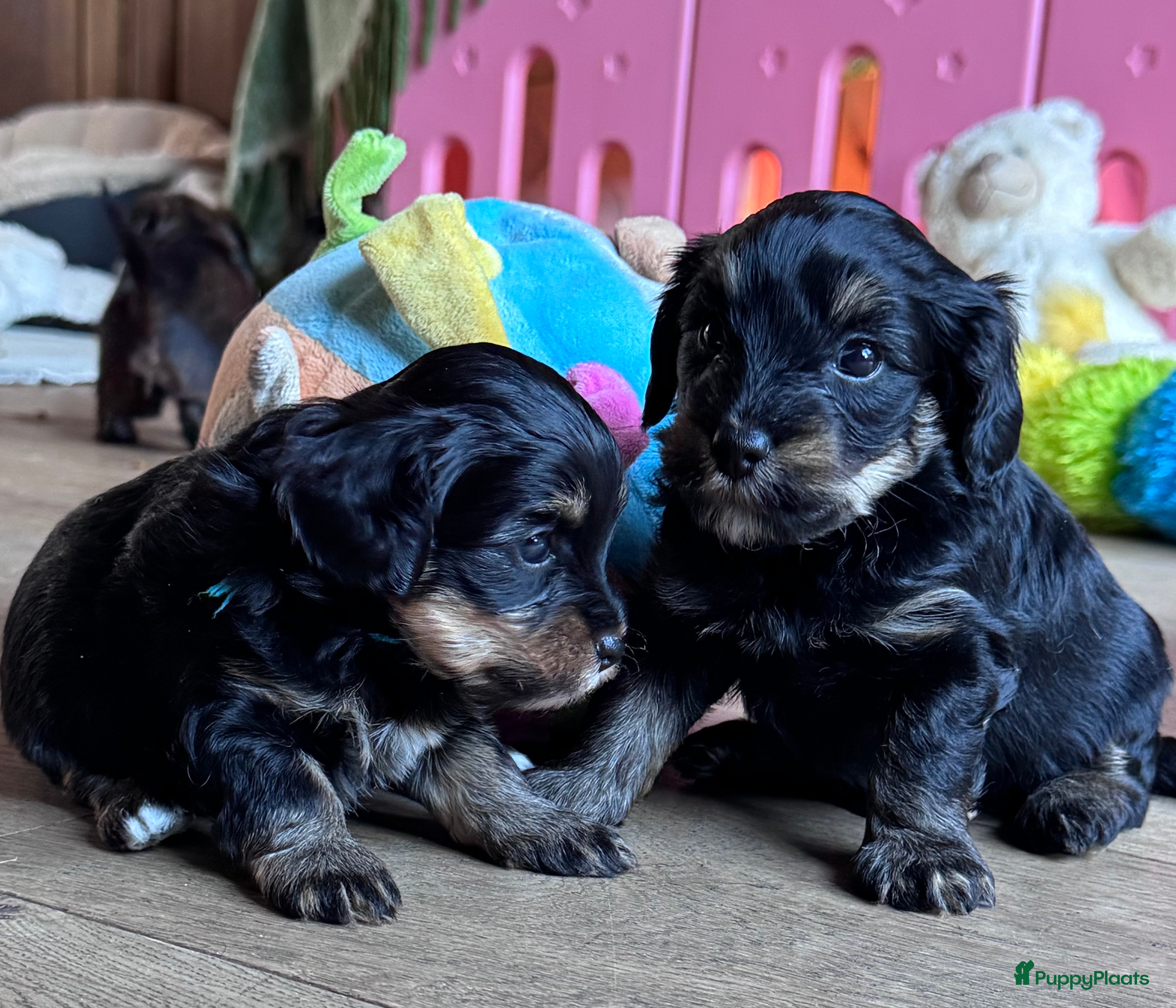 Yorkshire Terriër honden Yorkshire puppy's kruising te koop - Advertentie 2