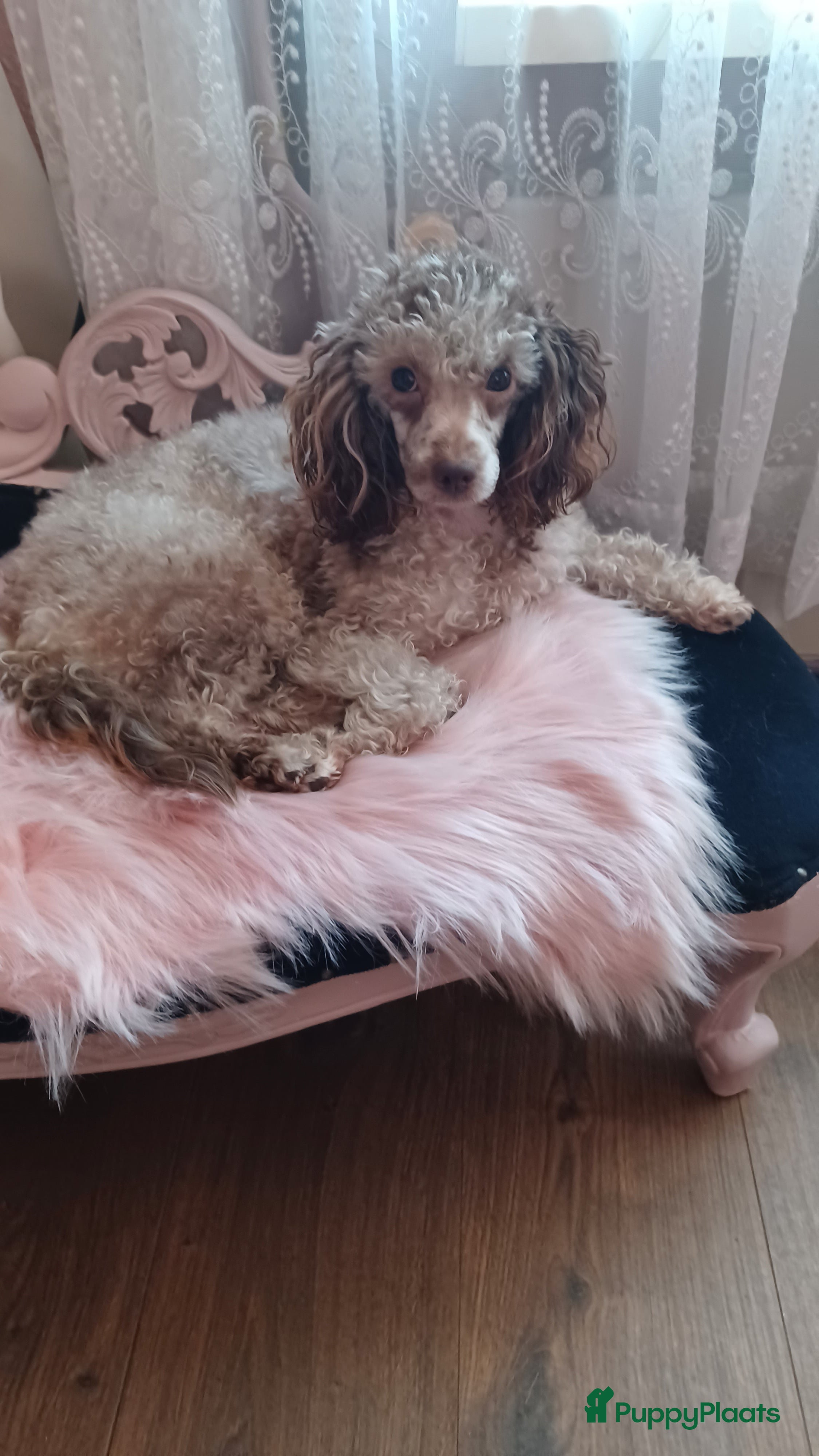 Dwergpoedel honden Dwergpoedel choco merle teef - Advertentie 16