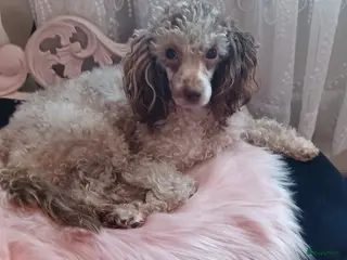 Dwergpoedel honden Dwergpoedel choco merle teef - Advertentie 16