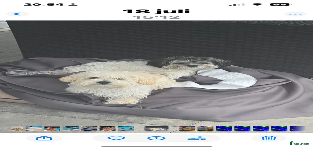 Galerij afbeelding {{count}}