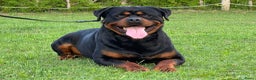Rottweiler honden te koop: Zeer mooie rottweiler pups   - Advertentie 9
