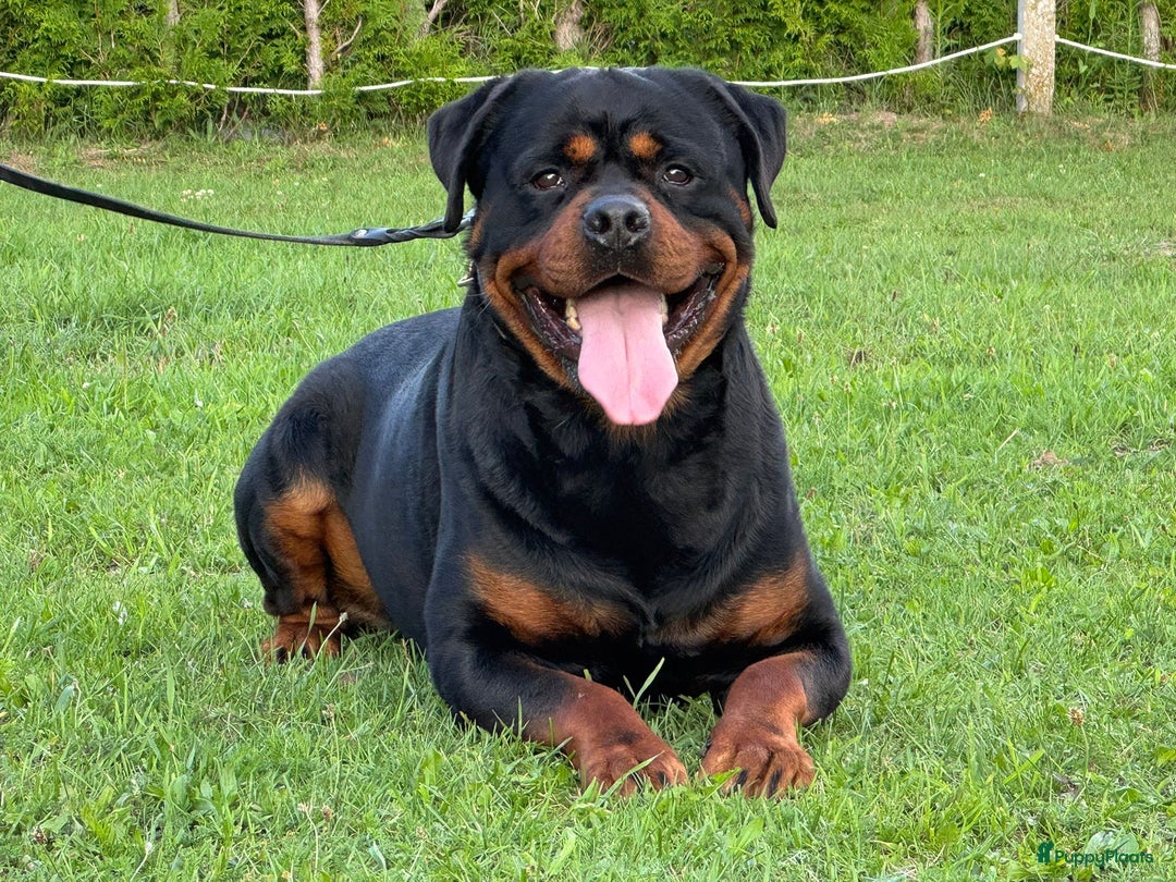 Rottweiler honden te koop: Zeer mooie rottweiler pups   - Advertentie 9