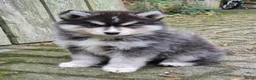 Kruising honden te koop: Pomsky pups (1/4 Shiba inu) - Advertentie 5