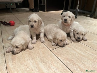 Golden Retriever honden Super lieve golden retriever puppy’s - Advertentie 12