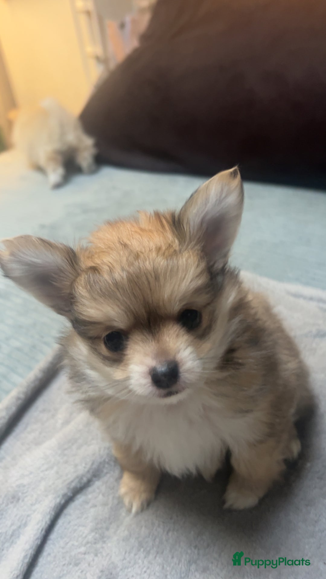 Pomchi honden te koop: 2 mooi pomchi’s te koop( mannelijke  - Advertentie 6