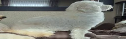 Cockapoo honden te koop: Cockapoo pupjes kleine maat - Advertentie 30