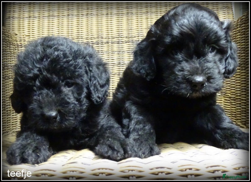 Kruising honden Boompoo F1b pups. Boomer x Poedel - Advertentie 3