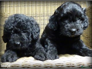 Kruising honden Boompoo F1b pups. Boomer x Poedel - Advertentie 3